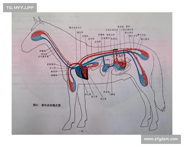 马脚趾结构的独特性与其他动物对比分析 马脚趾结构的独特性与其他动物对比分析